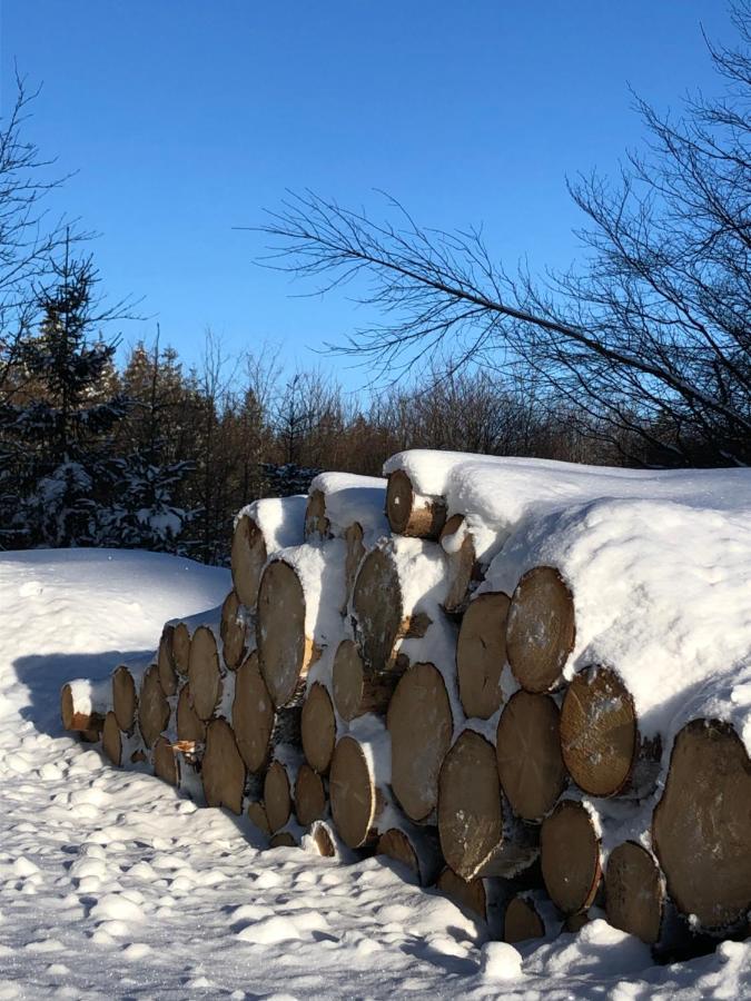 Bocksbergglueck In Hahnenklee, Endreinigung, Bezogene Betten, Handtuecher Inklusive Гослар Экстерьер фото